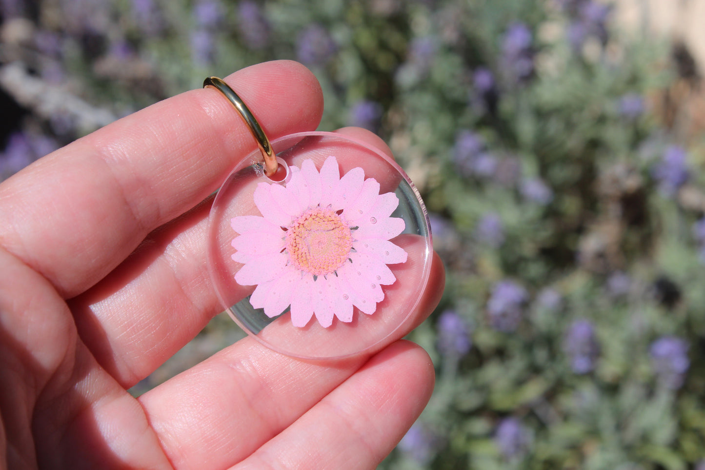 BIG DAISY rosa