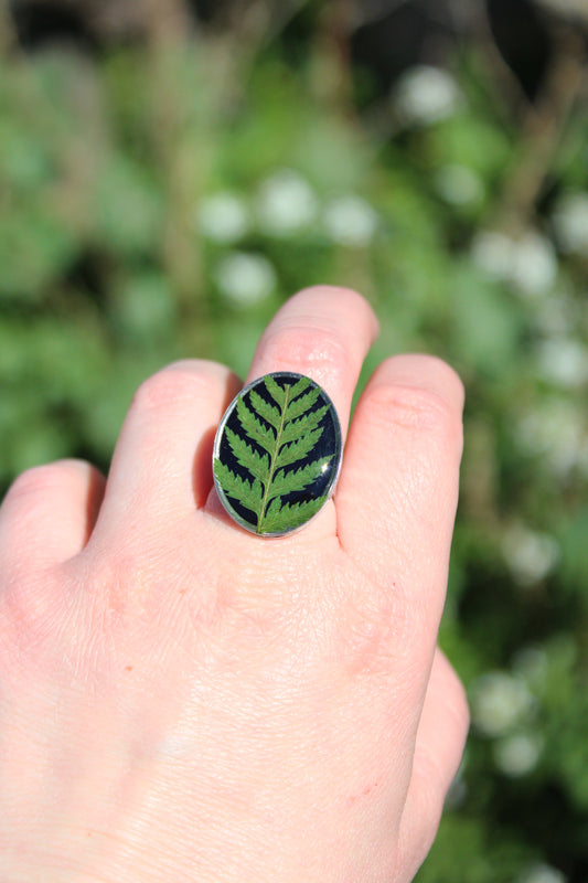 ANILLO FERN