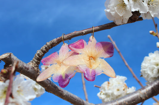 ORQUÍDEA