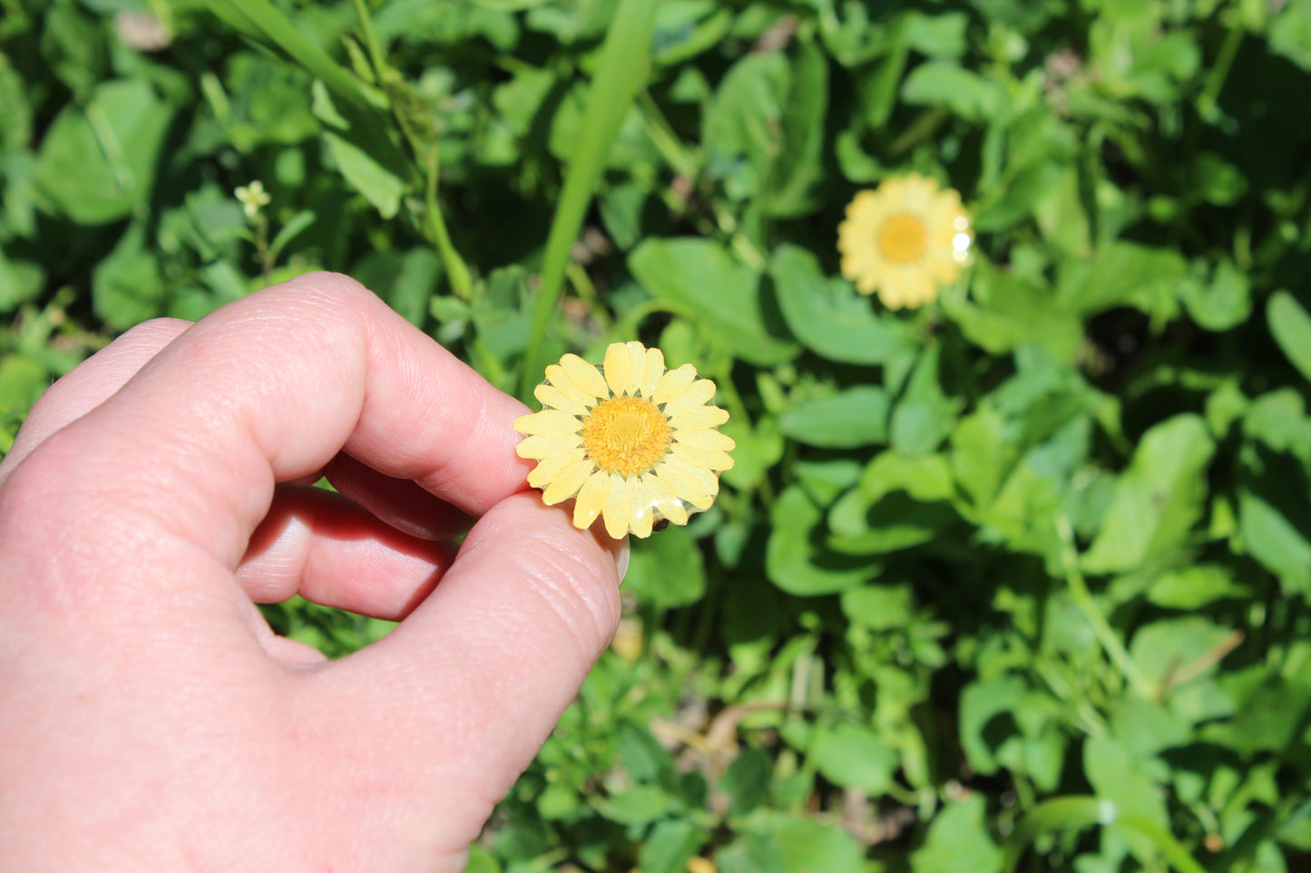 ANILLO DAISY amarillo