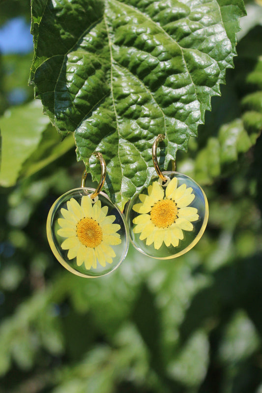 BIG DAISY amarillo